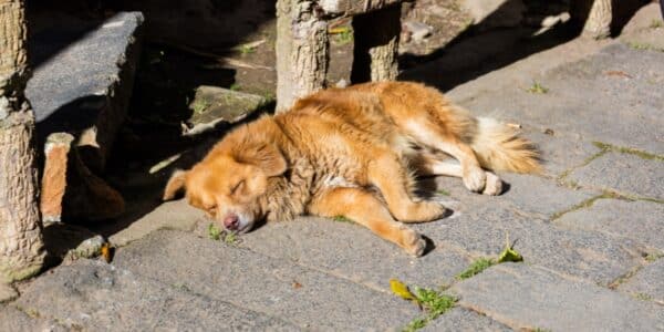 Perro callejero en Los Ángeles, región del Biobío, comuna en alerta por brote de distemper canino.