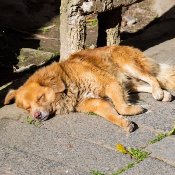 Perro callejero en Los Ángeles, región del Biobío, comuna en alerta por brote de distemper canino.
