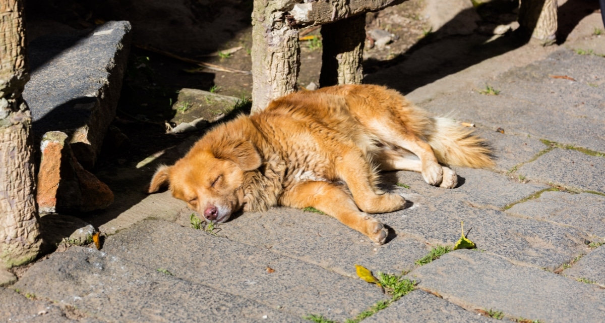 Perro callejero en Los Ángeles, región del Biobío, comuna en alerta por brote de distemper canino.