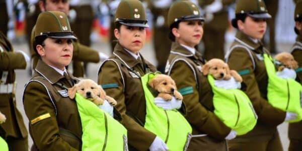 Los cachorros del grupo de adiestramiento canino de Carabineros serán el momento más esperado de la Parada Militar 2026 en la elipse del Parque O'Higgins