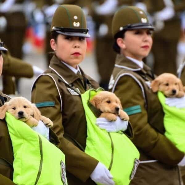 Los cachorros del grupo de adiestramiento canino de Carabineros serán el momento más esperado de la Parada Militar 2026 en la elipse del Parque O'Higgins