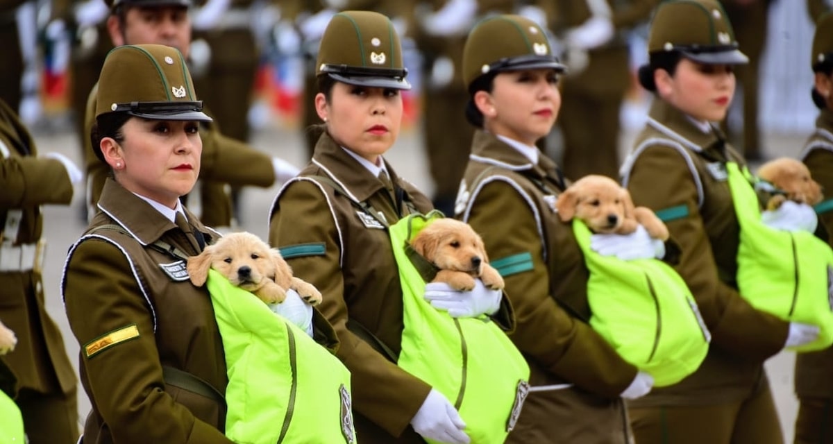 Los cachorros del grupo de adiestramiento canino de Carabineros serán el momento más esperado de la Parada Militar 2026 en la elipse del Parque O'Higgins