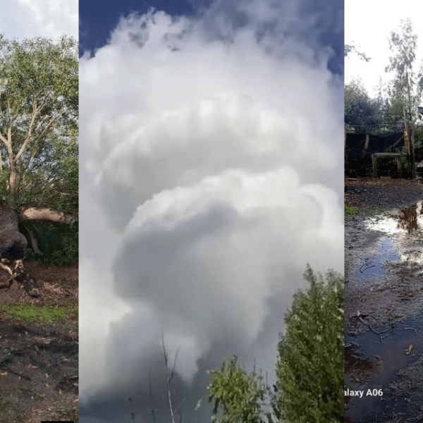 Un tornado en Longaví dejó árboles y postes caídos, voladuras de techumbres y daños en viviendas de la región del Maule.