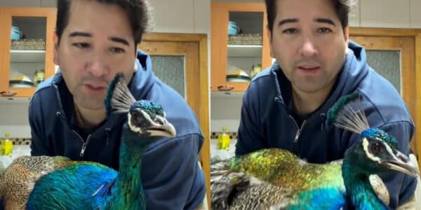 El diputado Javier Olivares junto a uno de sus pavos reales en el video que generó polémica en Instagram.