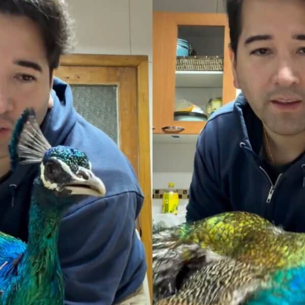 El diputado Javier Olivares junto a uno de sus pavos reales en el video que generó polémica en Instagram.