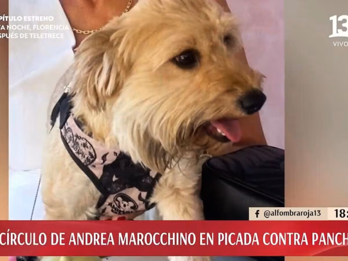 Un perro de pelo beige lleva un arnés negro estampado y mira hacia un costado con la lengua afuera, junto a una persona.