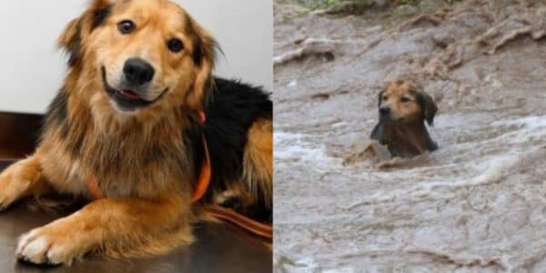 Morocho permanece en una estructura del río Mapocho durante el operativo desplegado por equipos de emergencia.