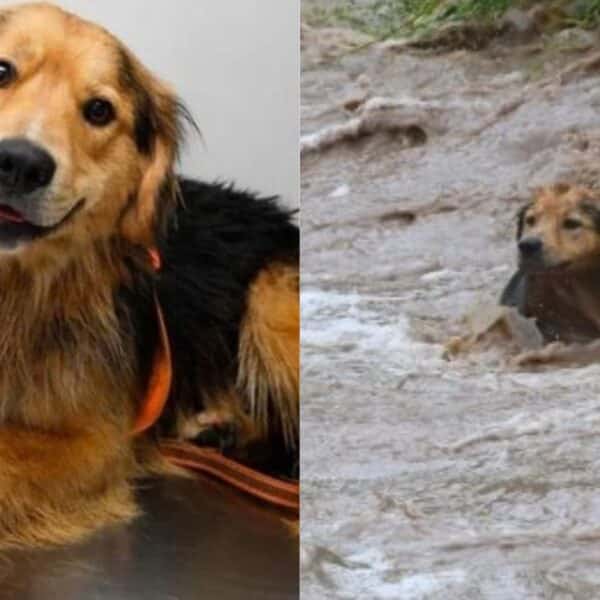 Morocho permanece en una estructura del río Mapocho durante el operativo desplegado por equipos de emergencia.
