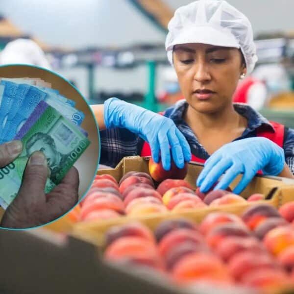 El Subsidio Unificado al Empleo comenzó a regir este 1 de octubre: entrega hasta $185 mil mensuales y se postula online durante todo el año a través de la Ventanilla Única Social.