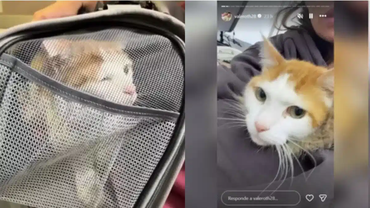 Benito, el gato de Vale Roth, permanece hospitalizado con una sonda esofágica en una clínica veterinaria mientras se recupera de micoplasma y peritonitis.